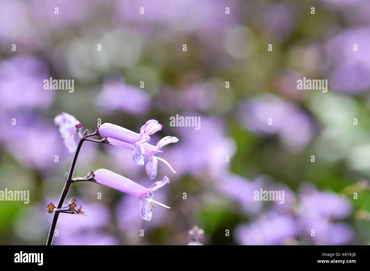Plectranthus Mona Lavender flowers Stock Photo - Alamy