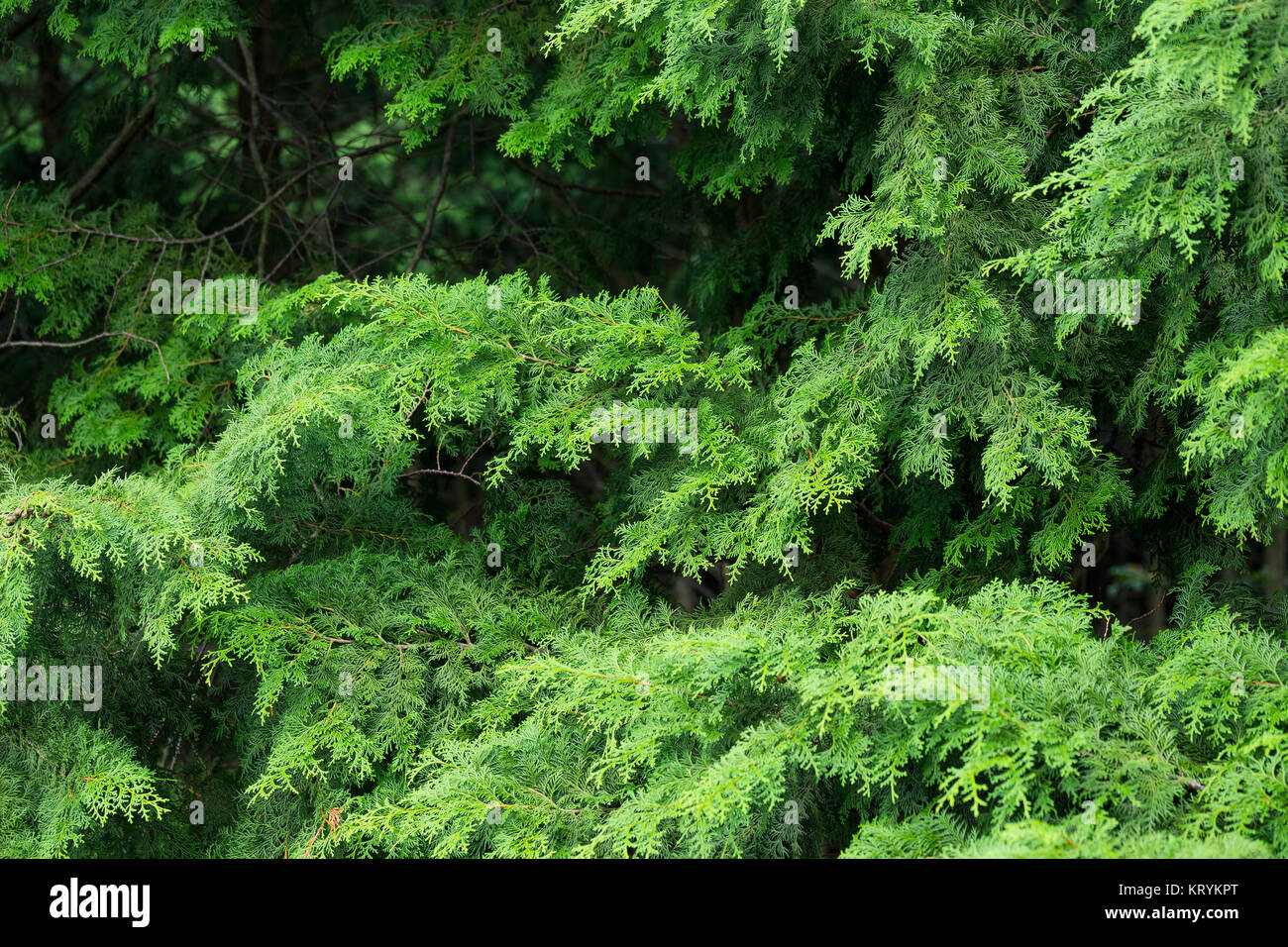 Green trees in a forest Stock Photo - Alamy