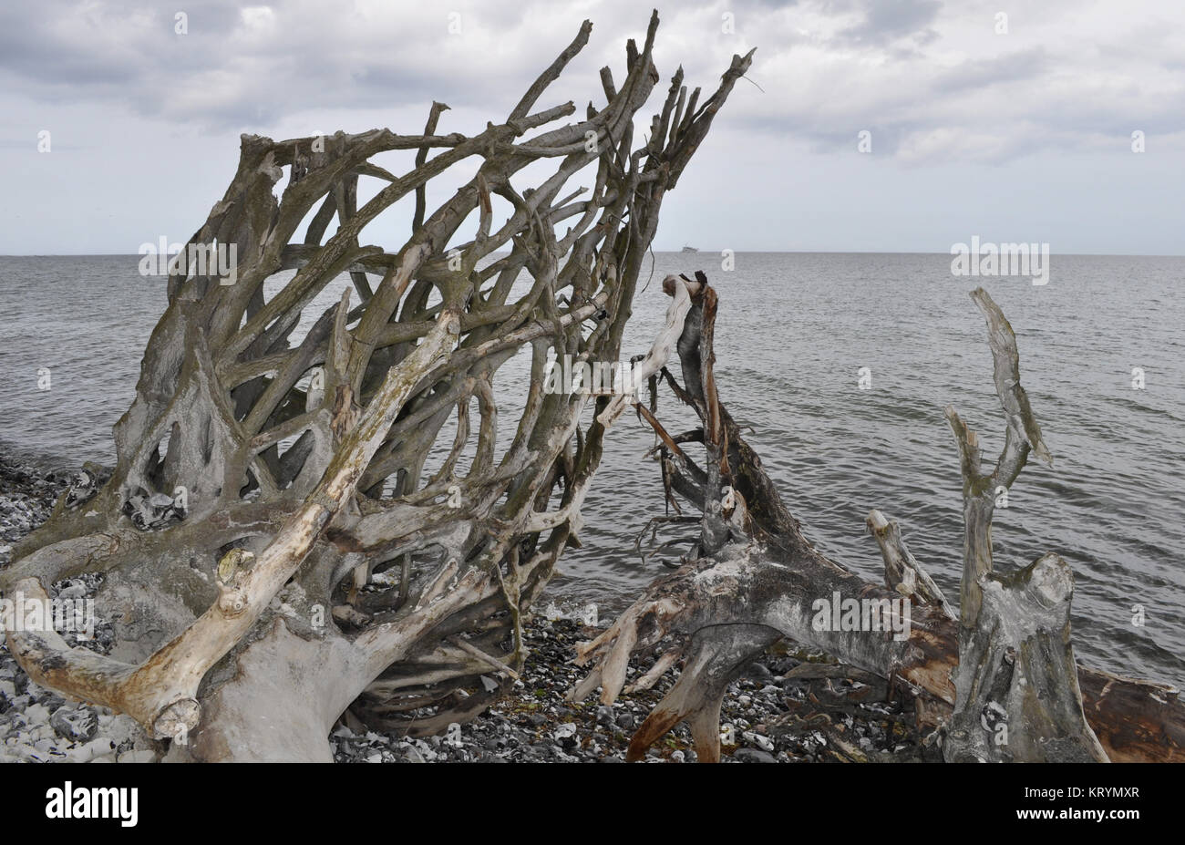 tree root on the baltic sea,on the coast at stubbenkammer Stock Photo ...