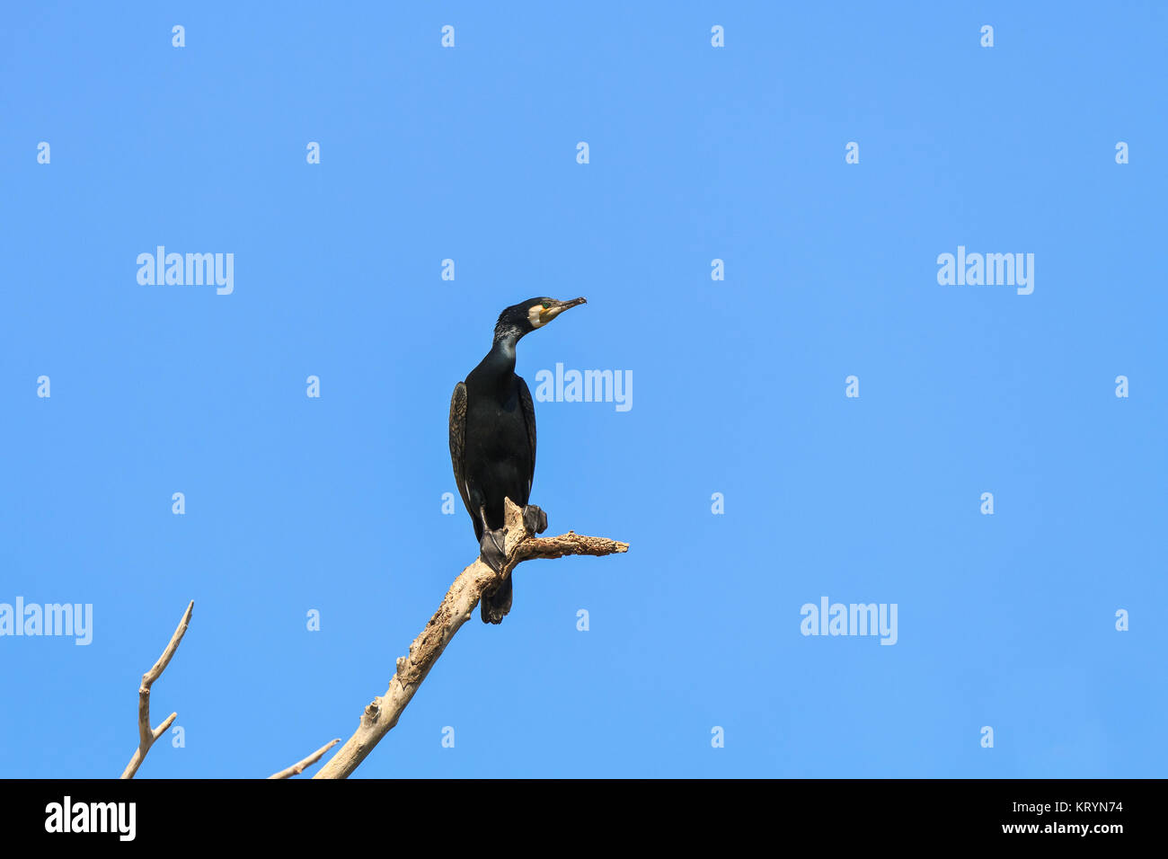 Cormorant in a tree hi-res stock photography and images - Alamy