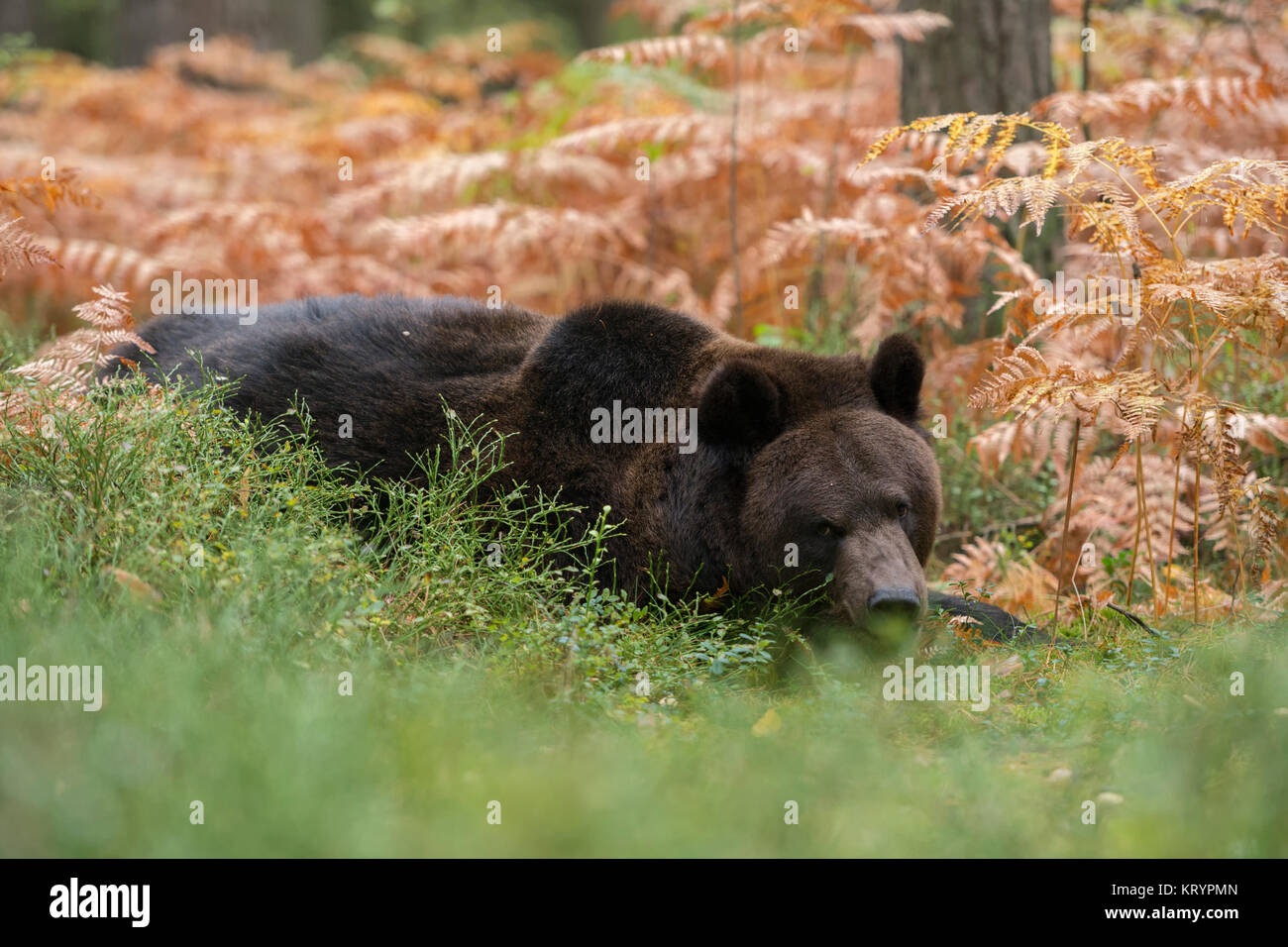 European Brown Bear / Braunbaer ( Ursus arctos ), lying, resting, hiding in the undergrowth of a forest, Europe. Stock Photo