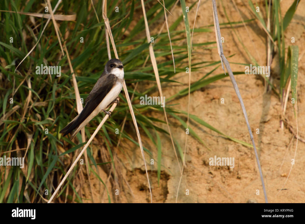Sand Martin / Bank Swallow ( Riparia riparia) perched on a gras stalk ...