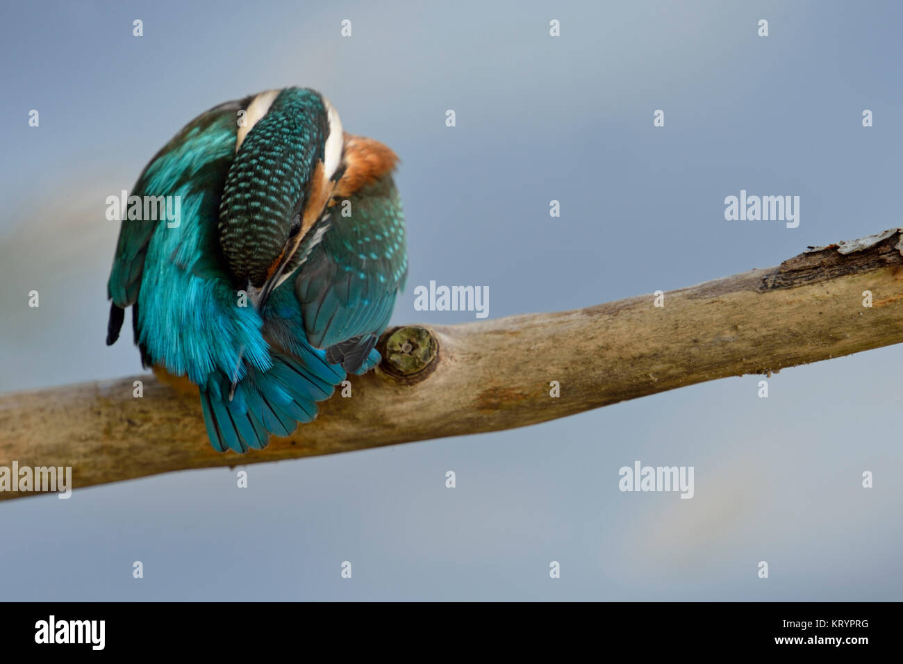 Common Kingfisher ( Alcedo atthis ), perched on a branch above water, backside view, cleaning its feathers, plumage, soft background, Europe. Stock Photo