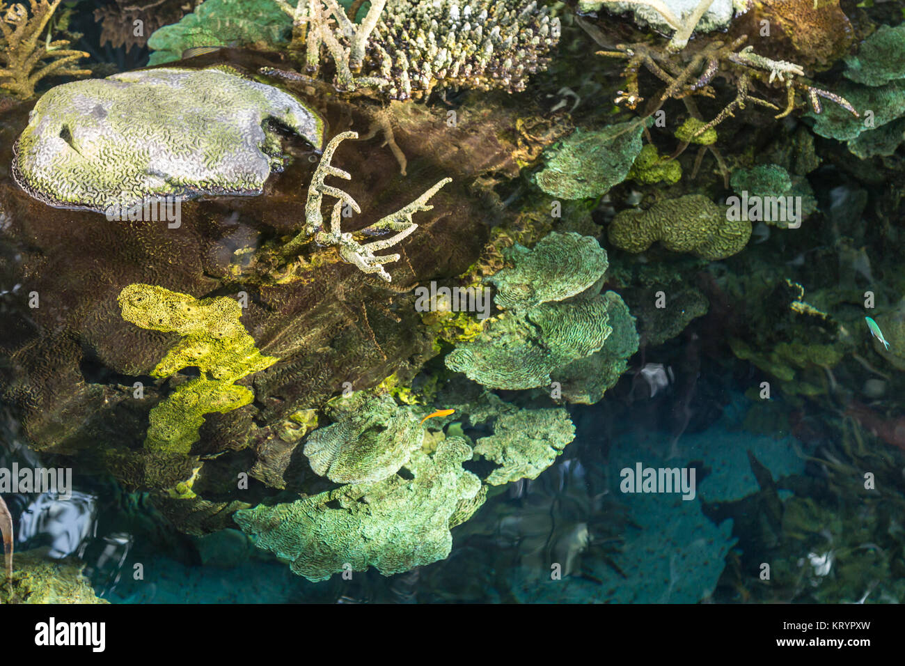 Aquatic Plants and Bubble-tip Anemone inside Little Marsh. Stock Photo