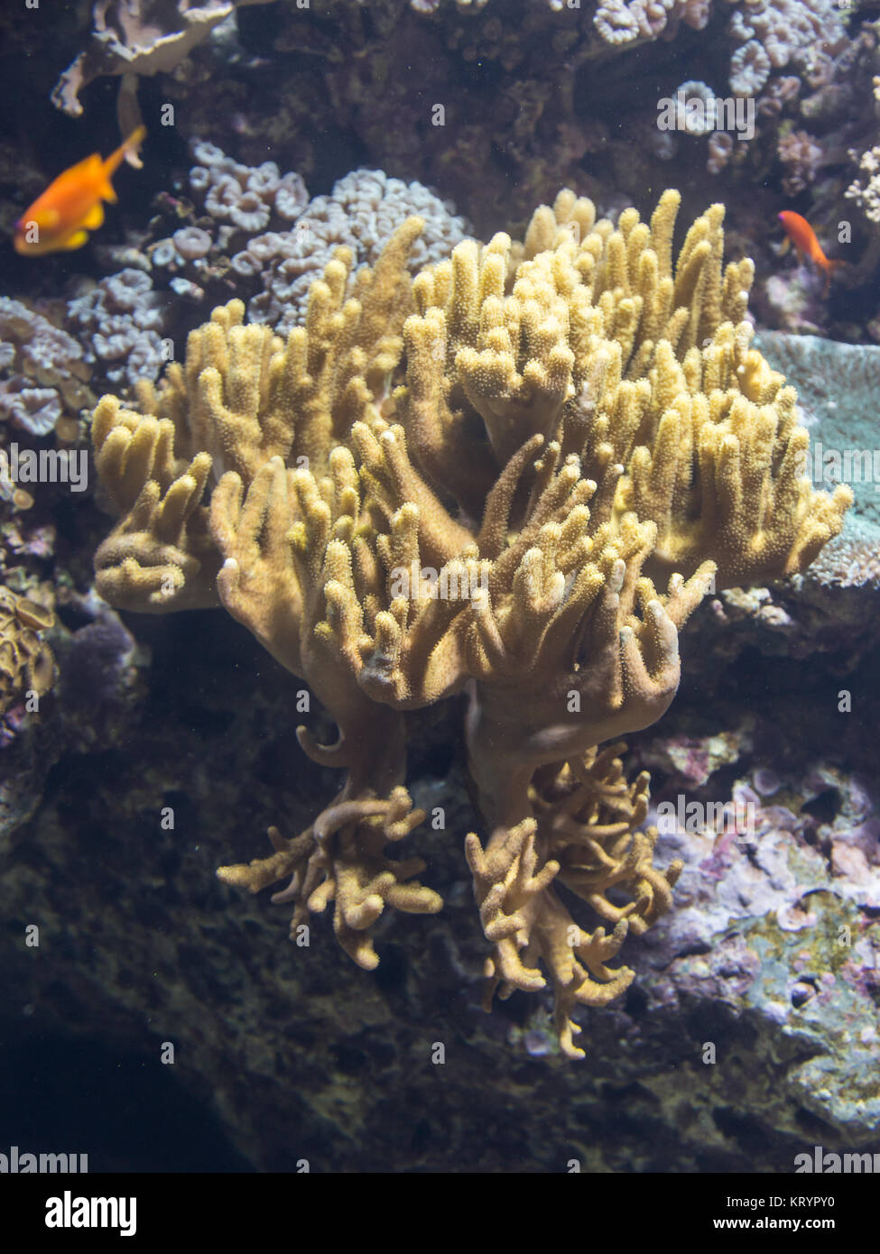 Yellow Beautiful Anemone inside Aquarium with Fish. Stock Photo