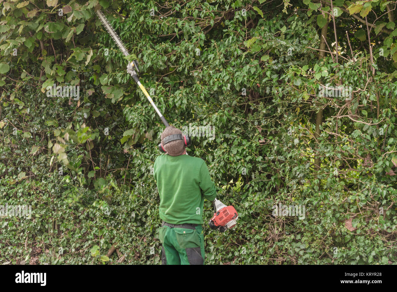 cutting a hedge with engine hedge trimmer Stock Photo Alamy