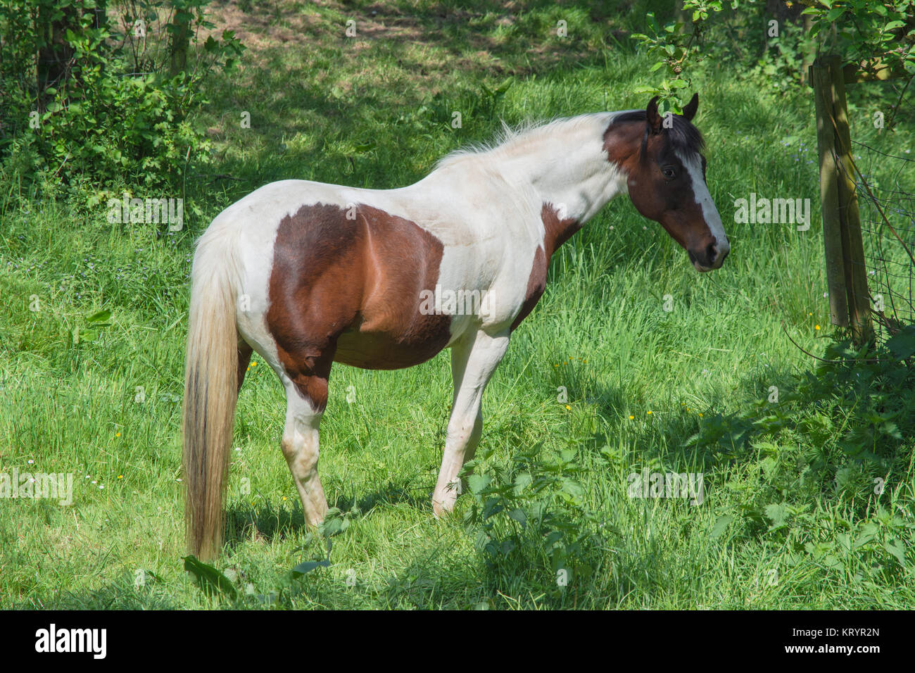 brown white horse in a pasture Stock Photo - Alamy