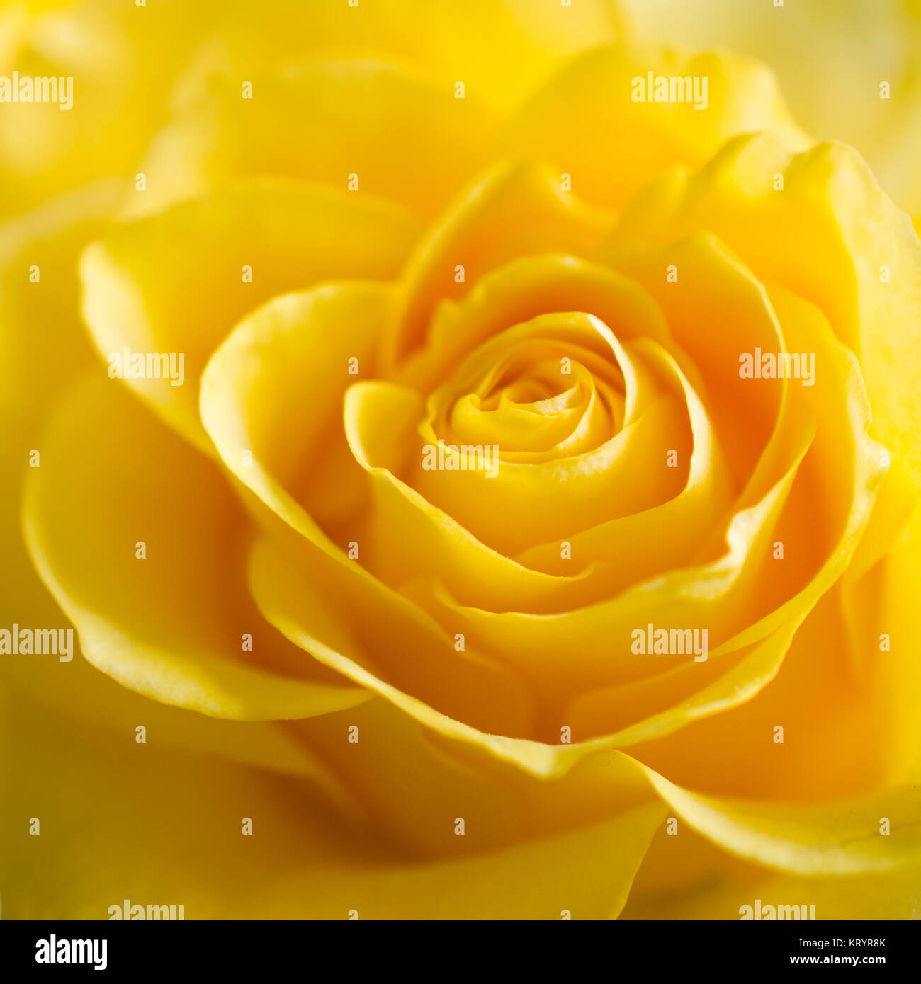 The Texture of Beautiful Yellow Rose Close Up Stock Photo - Alamy