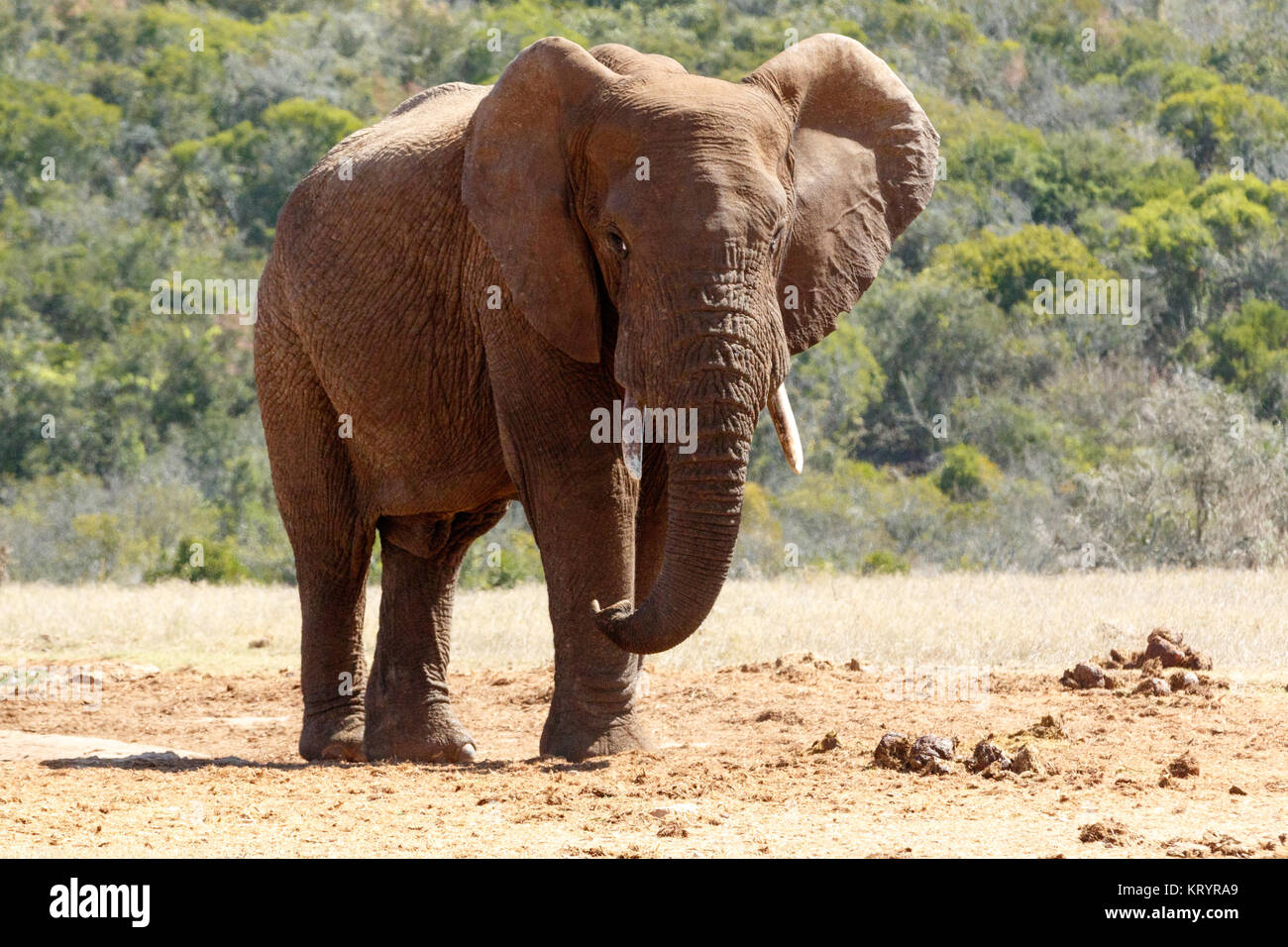 Bush Elephant with flap ears and crossed over legs Stock Photo Alamy