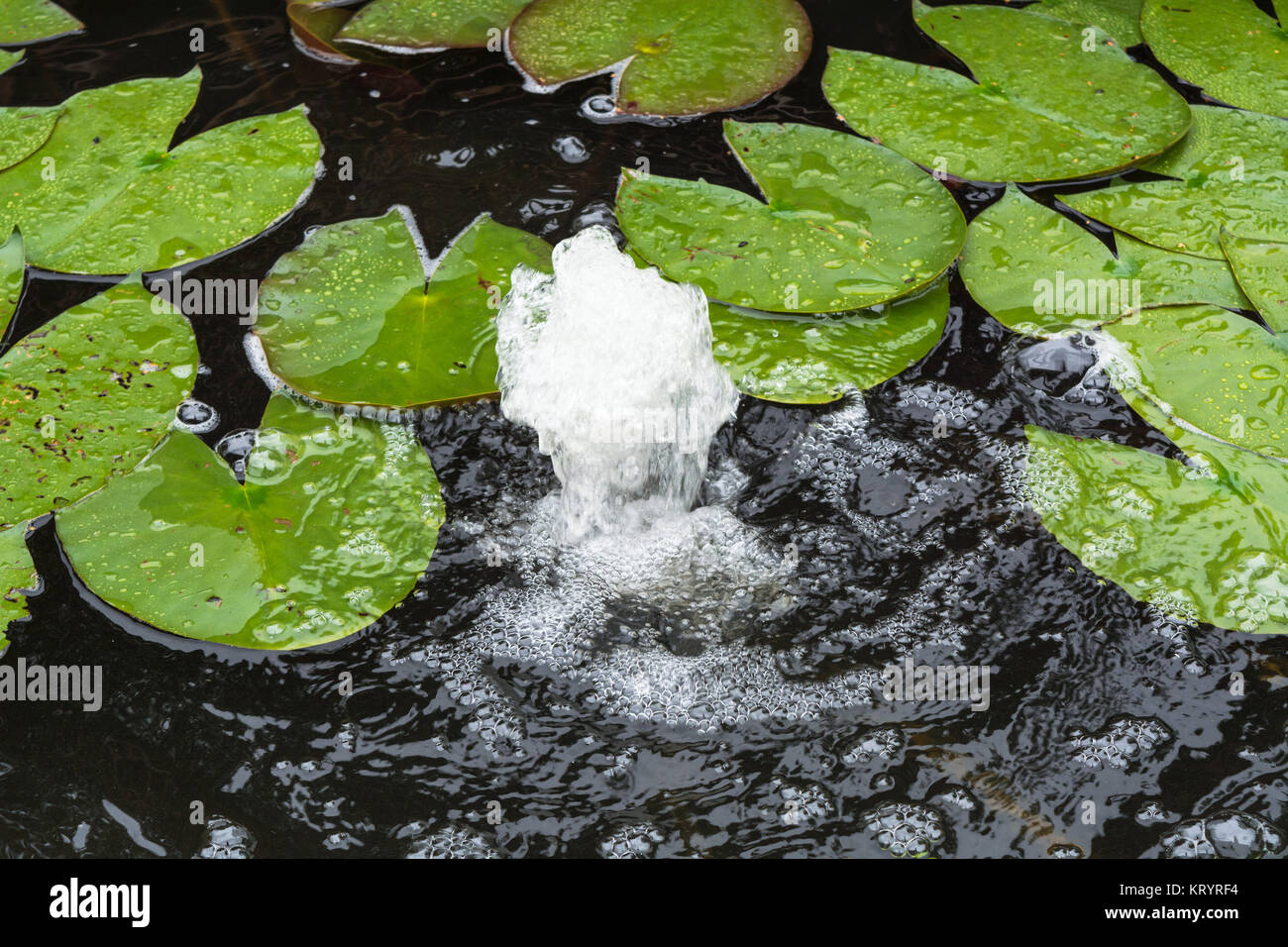 natural pond,garden pond with lily pads and water fountain Stock Photo