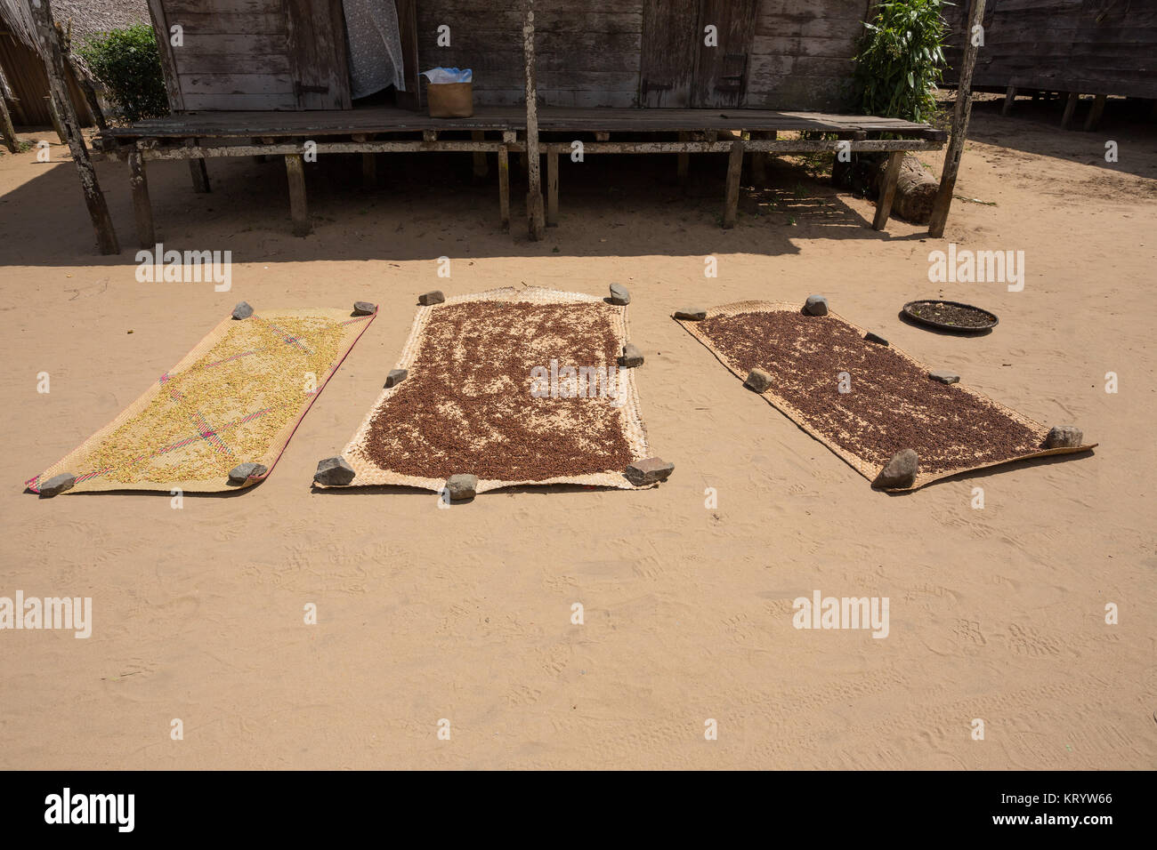drying flower buds from clove spice Stock Photo Alamy