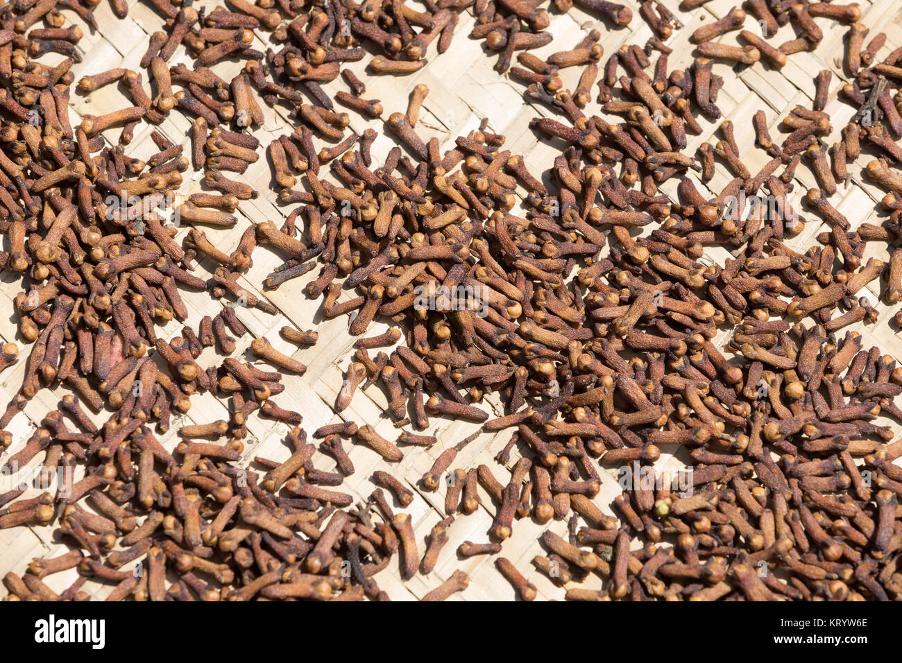drying flower buds from clove spice Stock Photo Alamy