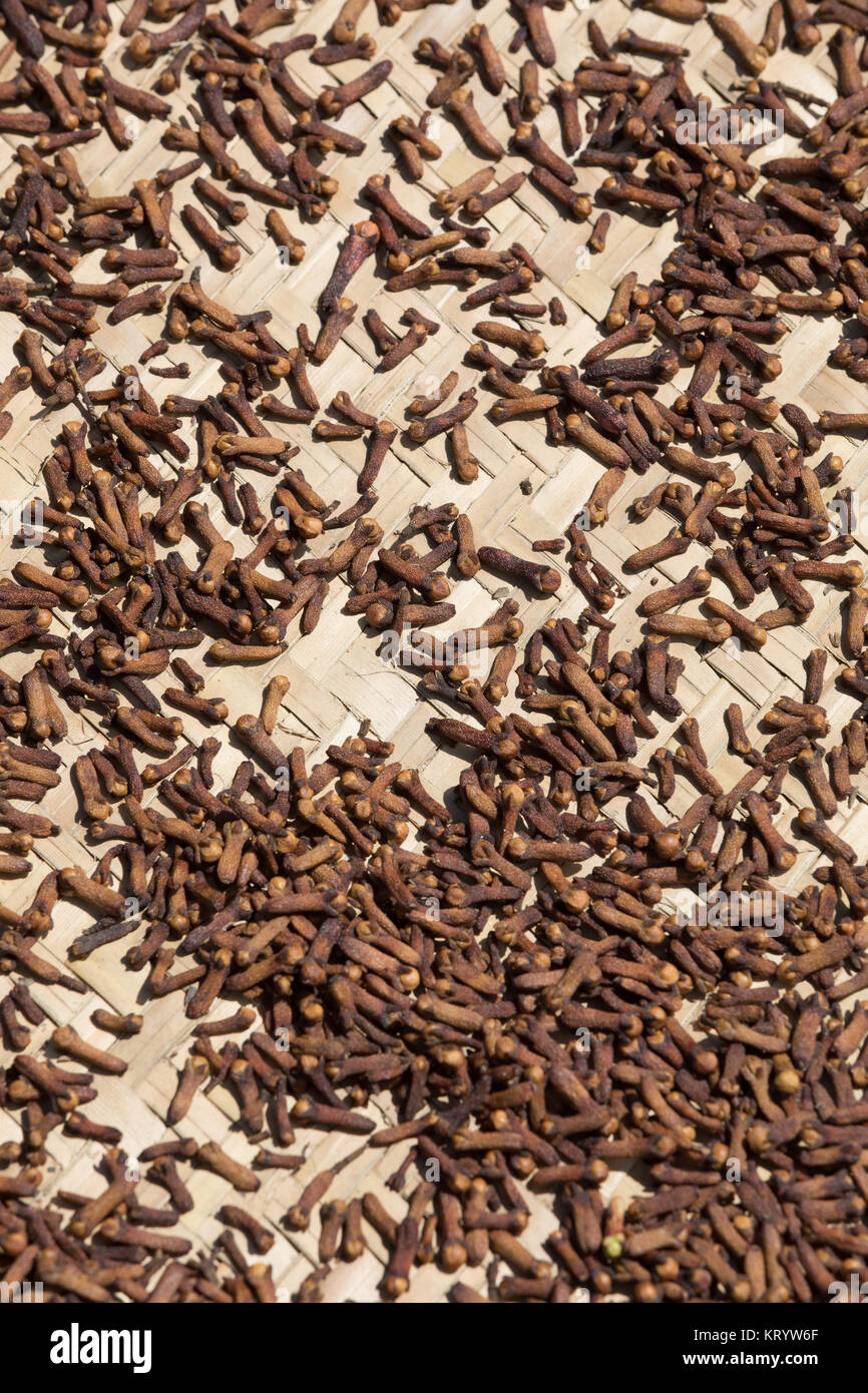 drying flower buds from clove spice Stock Photo Alamy
