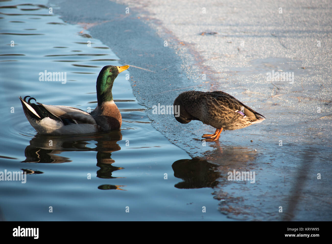 a duck with her drake as a couple on the ice of a frozen pond Stock Photo