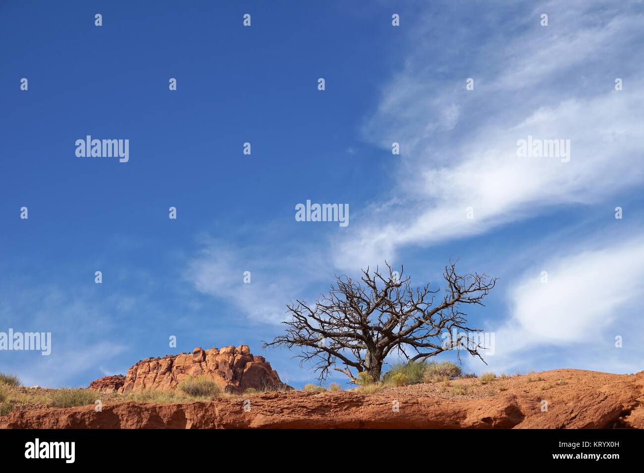 a tree Stock Photo