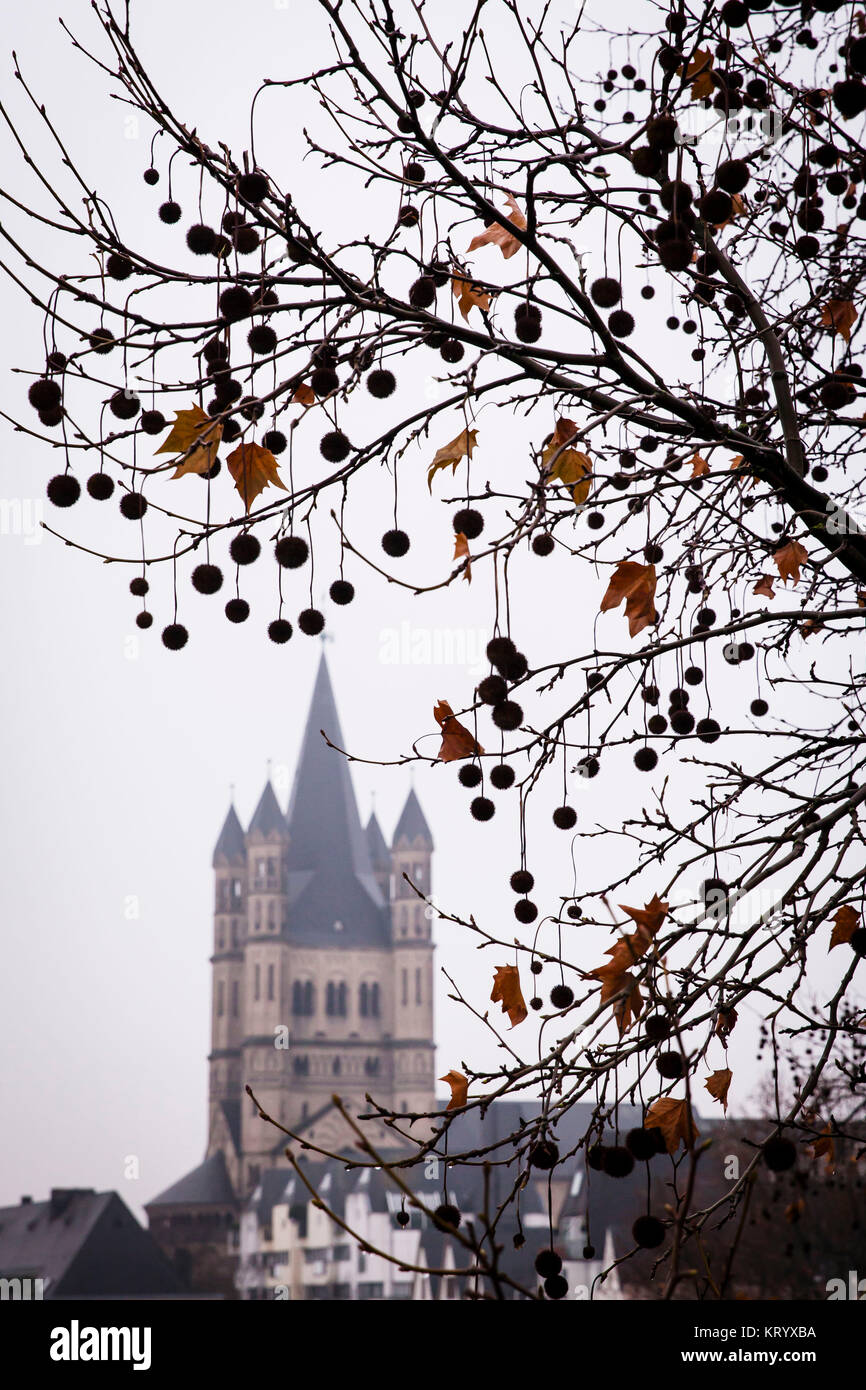 Europe, Germany, Cologne, seeds of a plane tree, in the background the  church Gross St. Martin in the old part of the town.  Europa, Deutschland, Koe Stock Photo