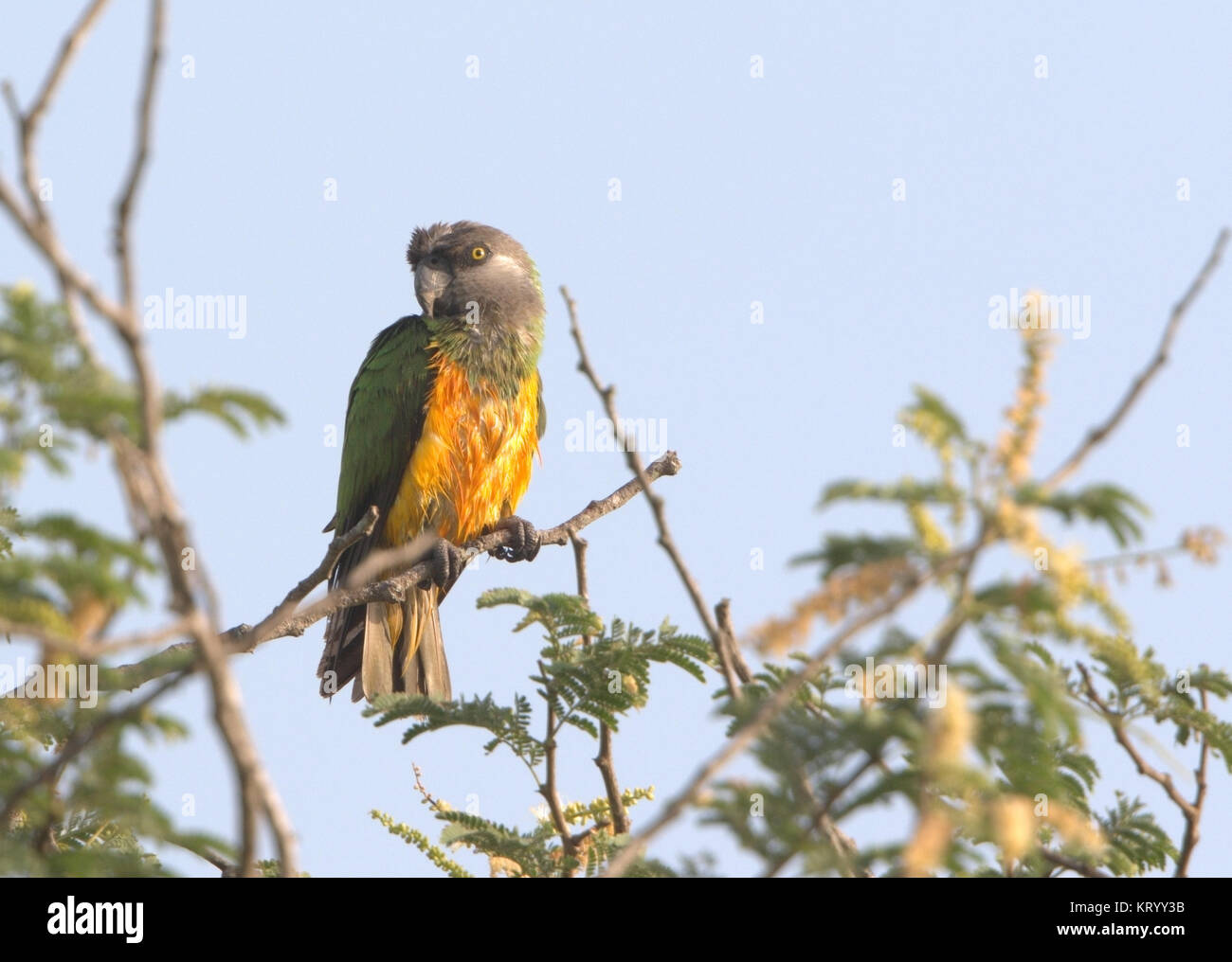 Senegal parrot Poicephalus senegalus adult perched in tree canopy, Gambia Stock Photo