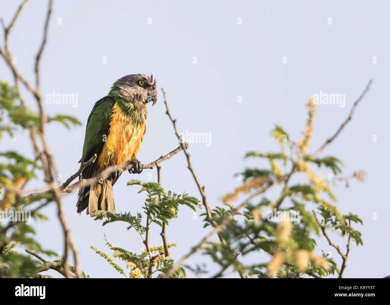 Senegal parrot Poicephalus senegalus adult perched in tree canopy, Gambia Stock Photo