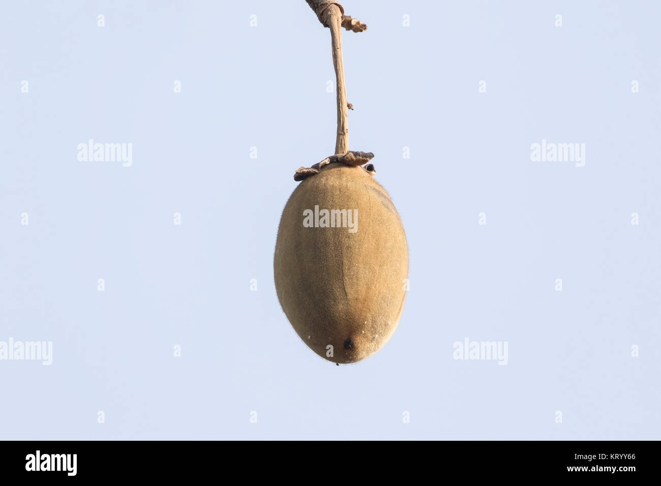 fruit of the baobab tree Adansonia digitata, Gambia Stock Photo