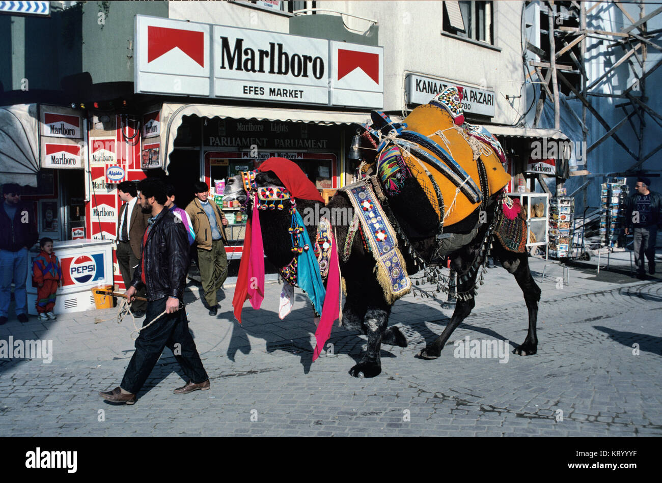 Man with Dressed Camel or Wrestling Camel Walking Down Street in Front of General Store, Convenience Store or Corner Shop in Selçuk, Aegean Region, Turkey Stock Photo