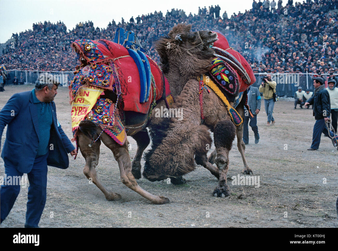 Turkish Men Or Turks And Dressed Camels Or Wrestling Camels Gather Stock Photo Alamy