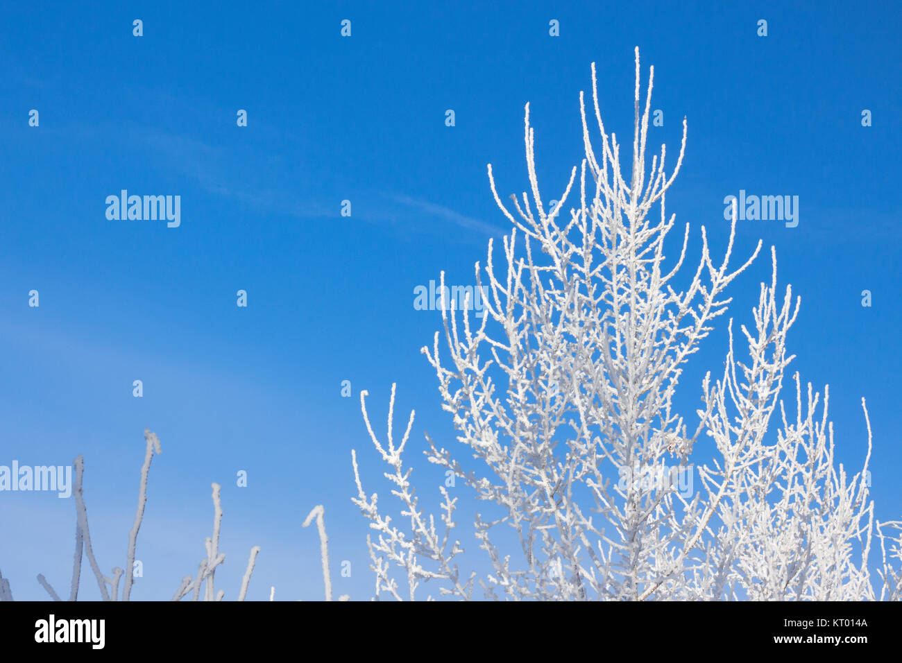 Tree branches in the frost on a blue sky background Stock Photo - Alamy