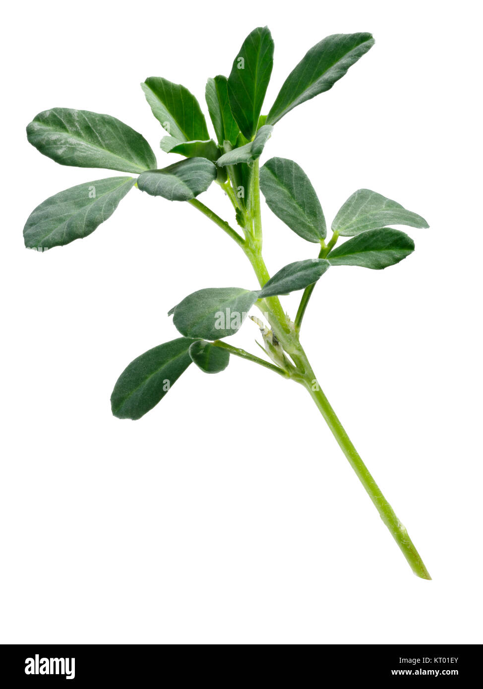 Fenugreek (Trigonella foenum-graecum) plant with leaves . Clipping paths Stock Photo