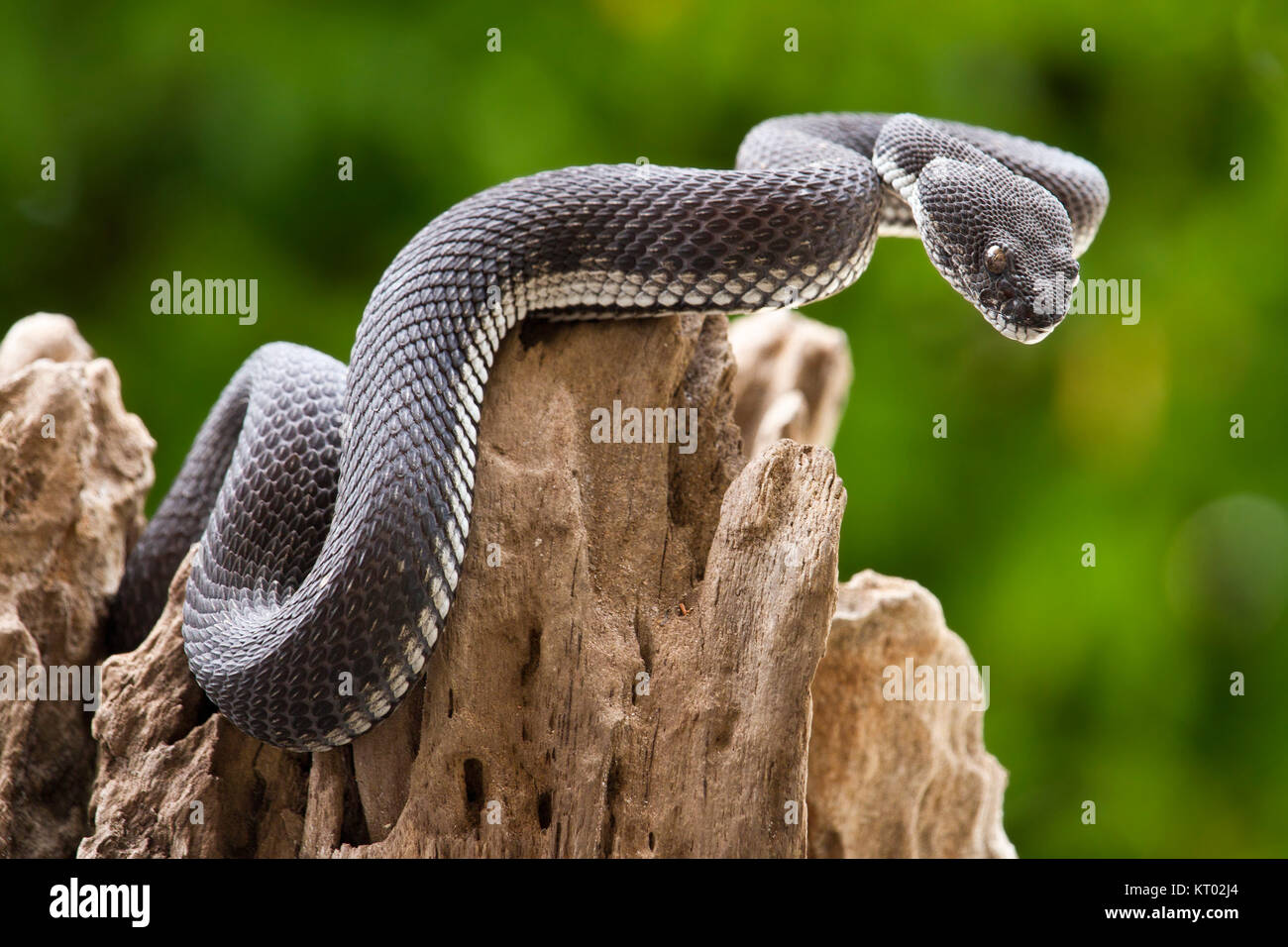 Portrait of Bush viper (Atheris squamigera) on black back ground Stock  Photo - Alamy