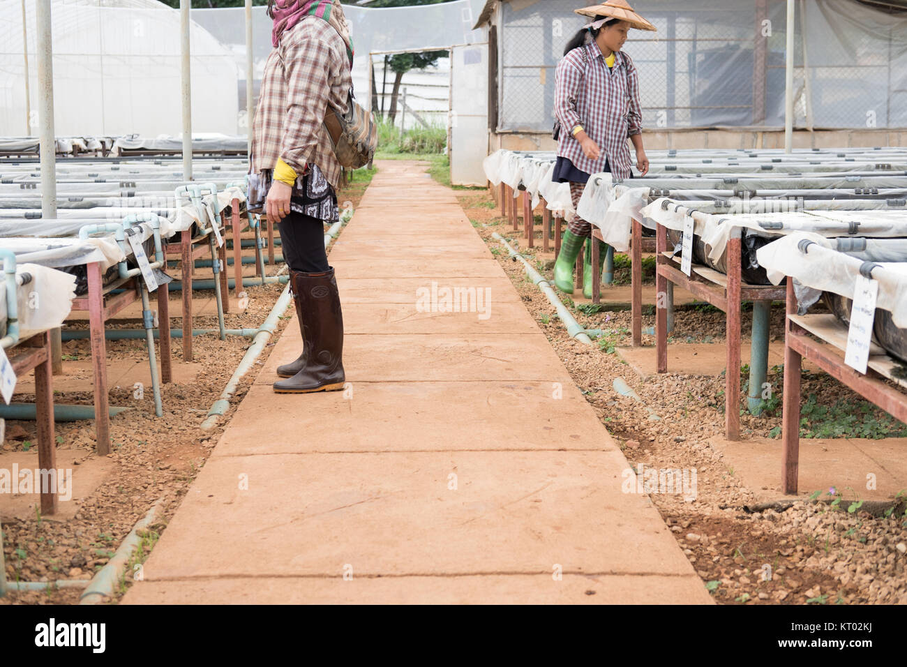 Chiang Mai, Thailand - November 24, 2017: gardener in hydroponic in farm. method of growing organic plants using nutrient in water. cultivation withou Stock Photo