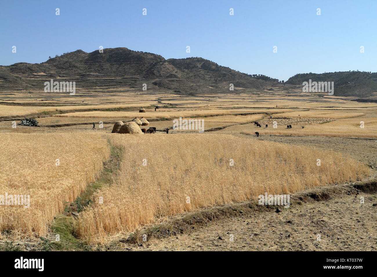 cereal harvest in ethiopia Stock Photo Alamy