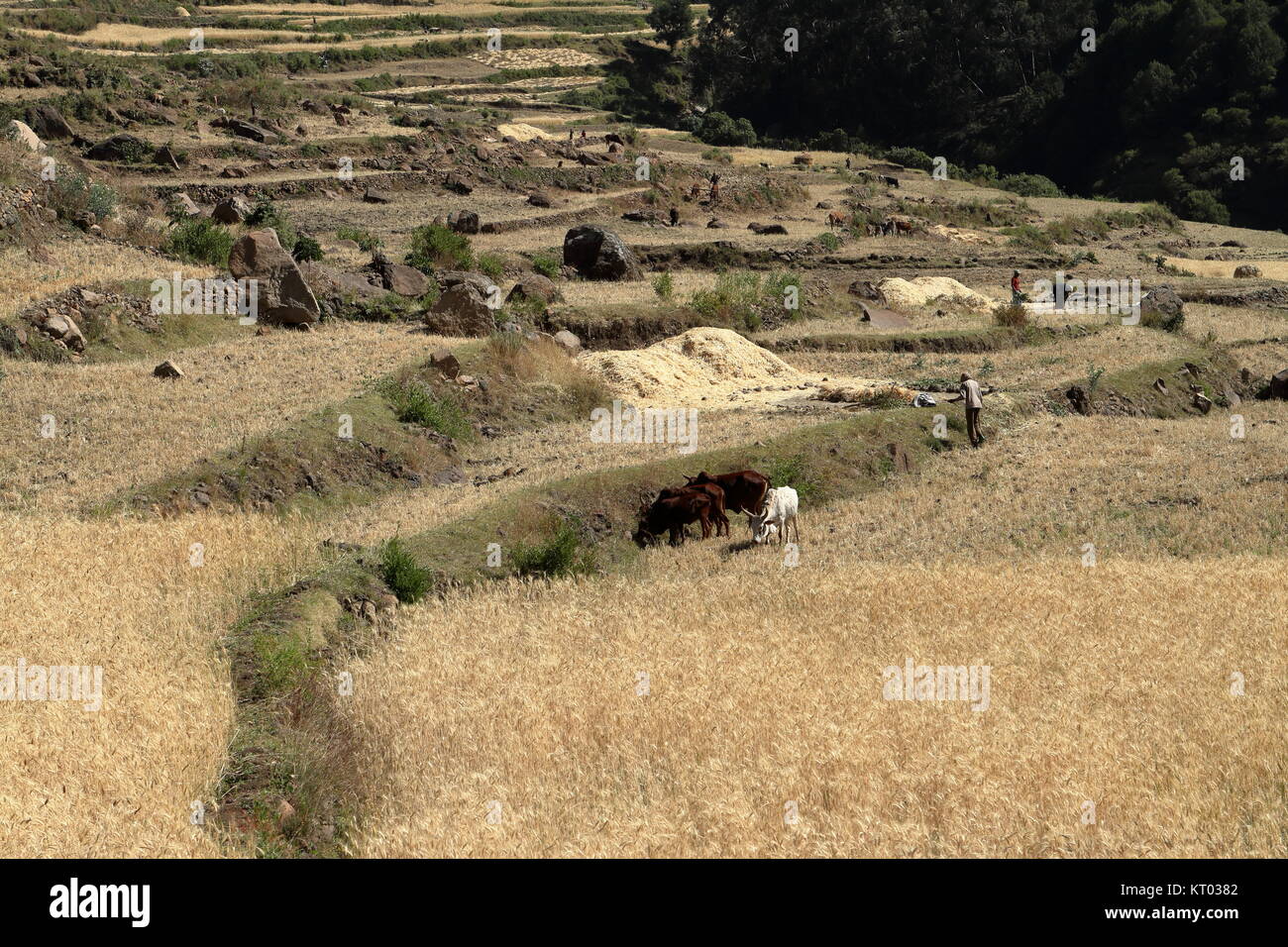 cereal harvest in ethiopia Stock Photo Alamy
