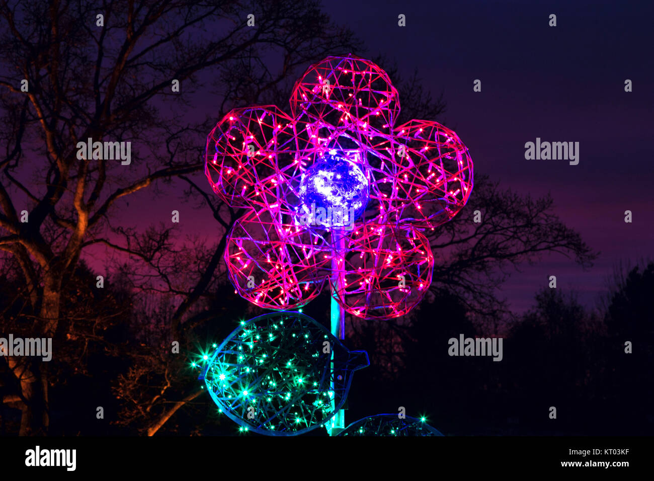 Pink flower illumination at RHS Gardens Harlow Carr - Glow Winter Illuminations,Harrogate,North Yorkshire,England,UK. Stock Photo