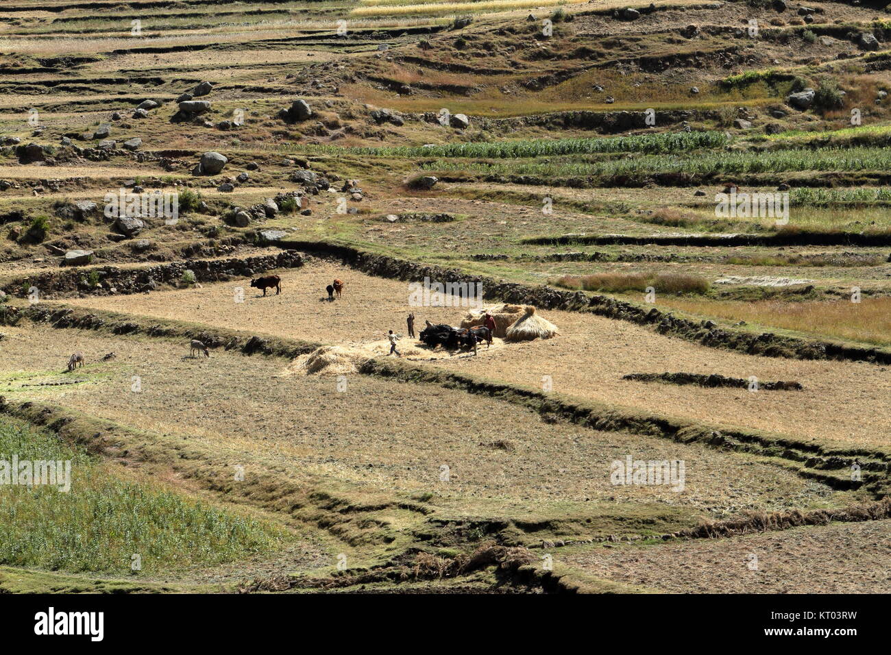 cereal harvest in ethiopia Stock Photo Alamy