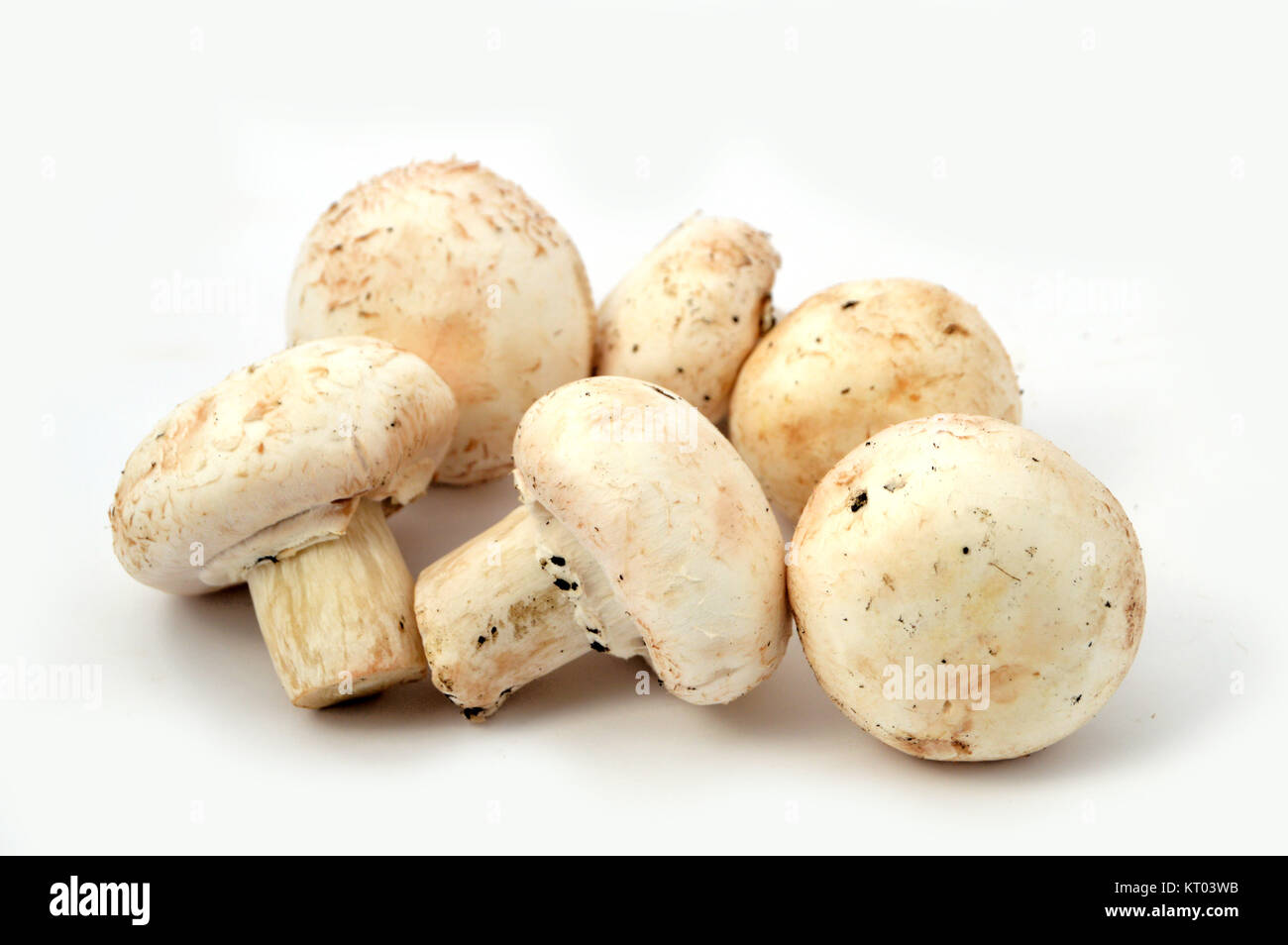 cultured mushrooms Stock Photo