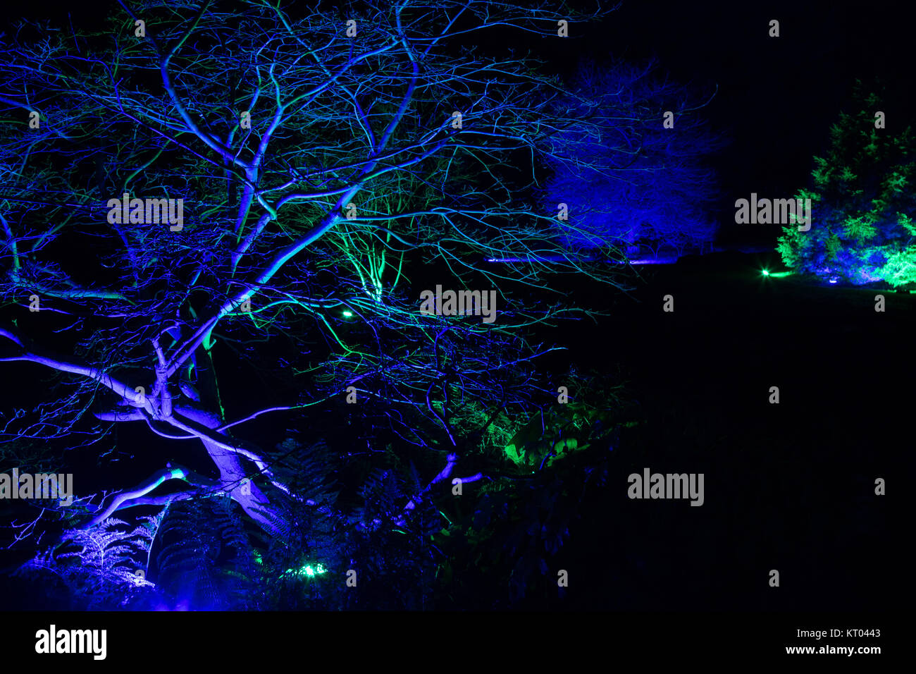 RHS Gardens Harlow Carr - Glow Winter Illuminations,Harrogate,North Yorkshire,England,UK. Stock Photo
