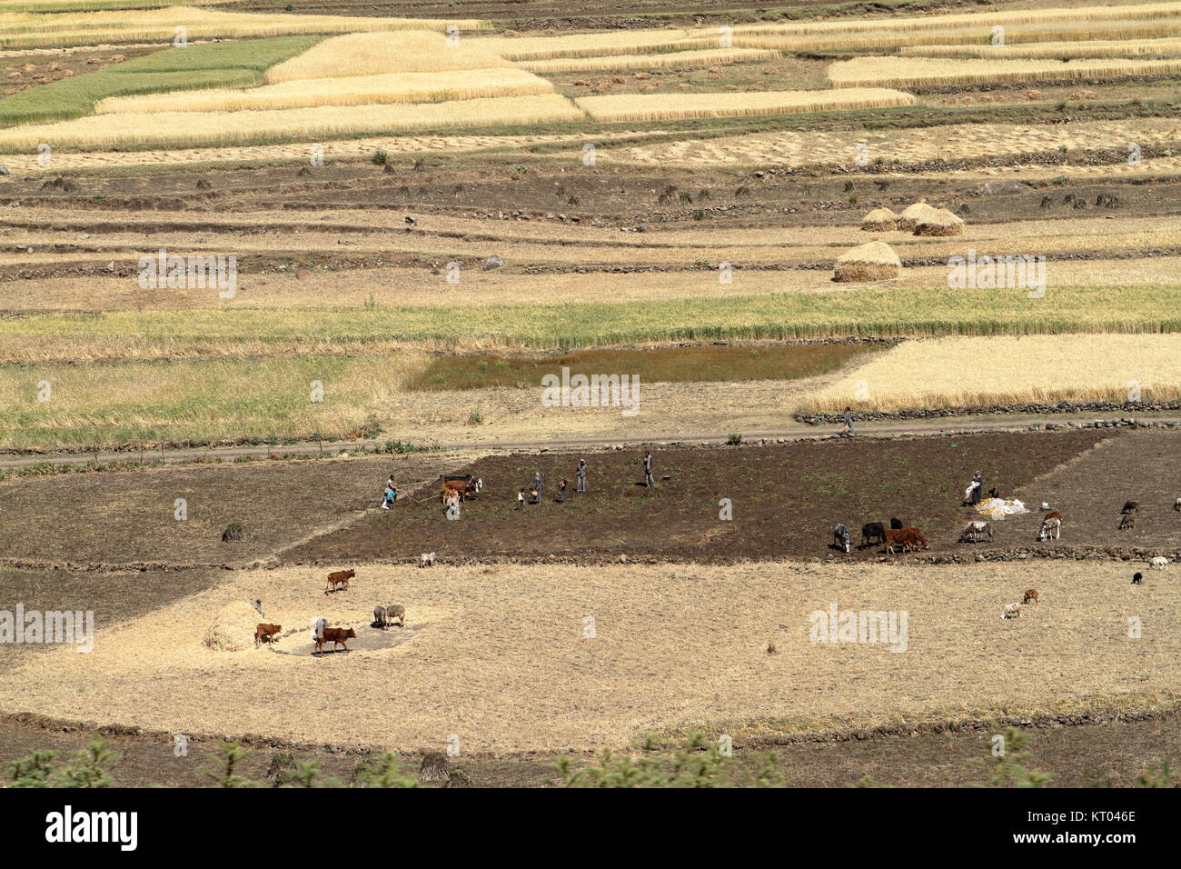 cereal harvest in ethiopia Stock Photo Alamy