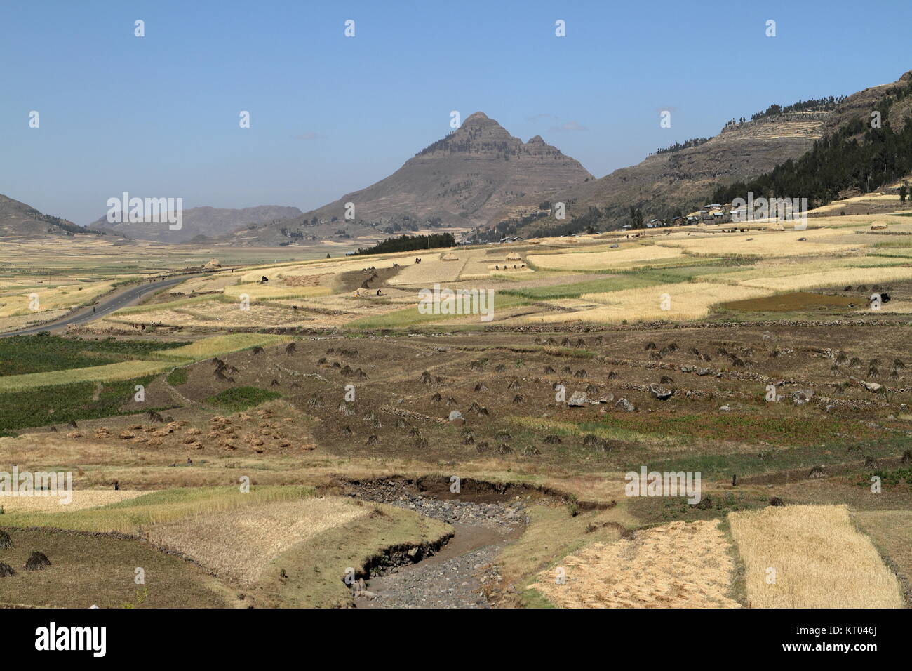 grain fields and landscapes in ethiopia Stock Photo