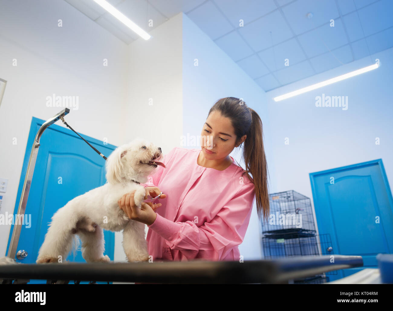 Young woman working in pet shop, trimming dog hair, girl grooming puppy for beauty in store. People, jobs, professions and care for animals Stock Photo - Alamy Young woman working in pet shop, trimming dog hair, girl grooming puppy for beauty in store. People, jobs, professions and care for animals Stock Photo - Alamy