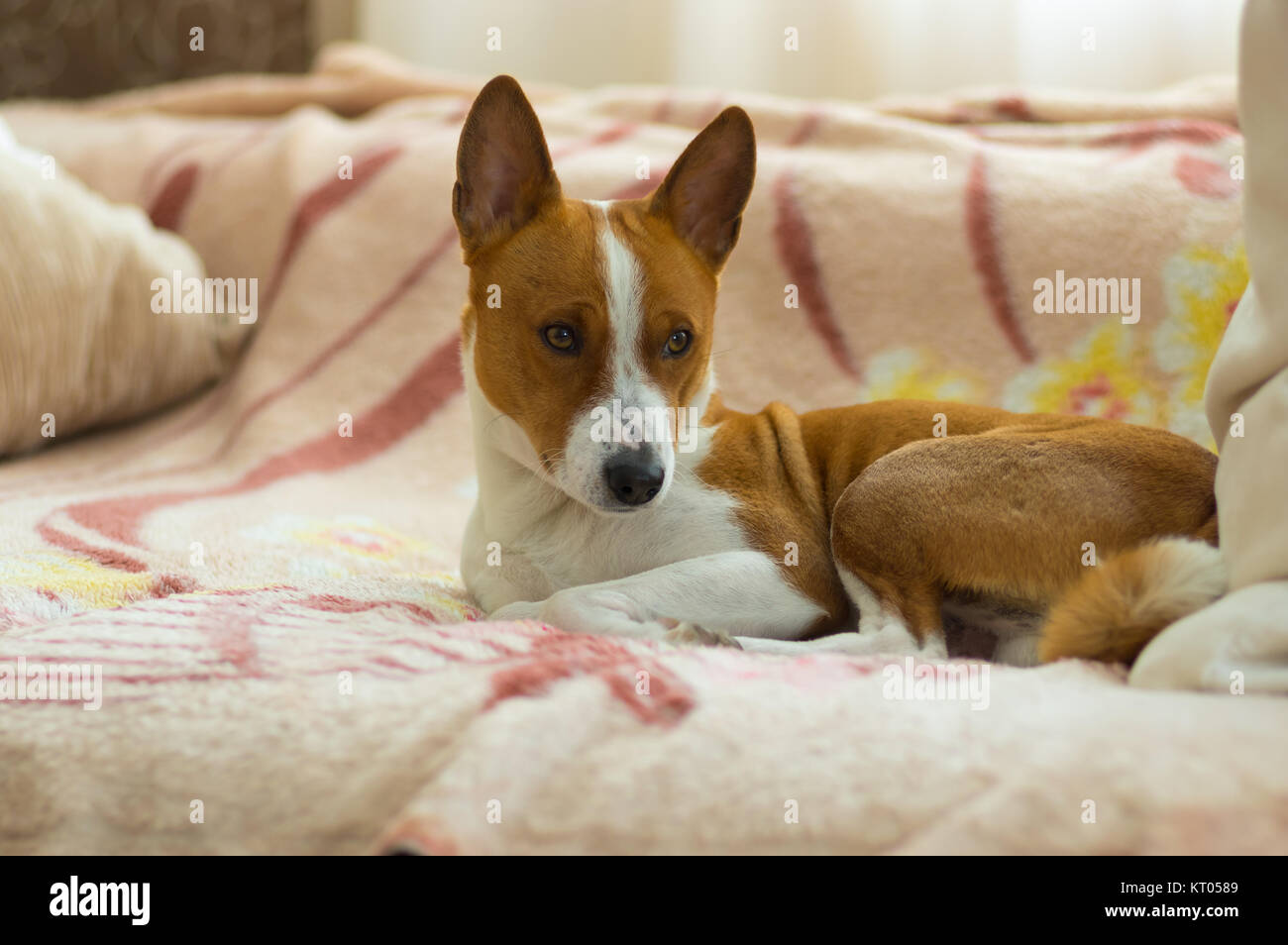 Portrait of Basenji dog having rest on a sofa Stock Photo - Alamy