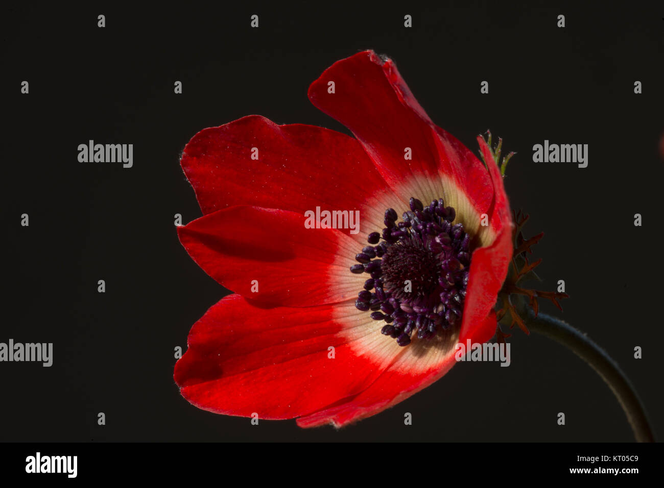 Anemone is a genus of about 200 species of flowering plants in the