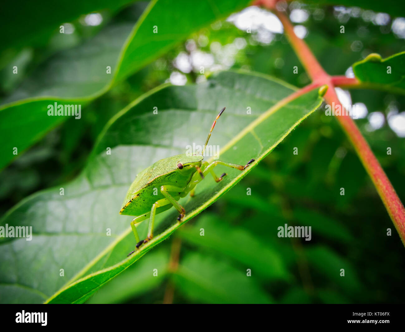 Full-length side view of a single green stink bug (lat: Palomena ...