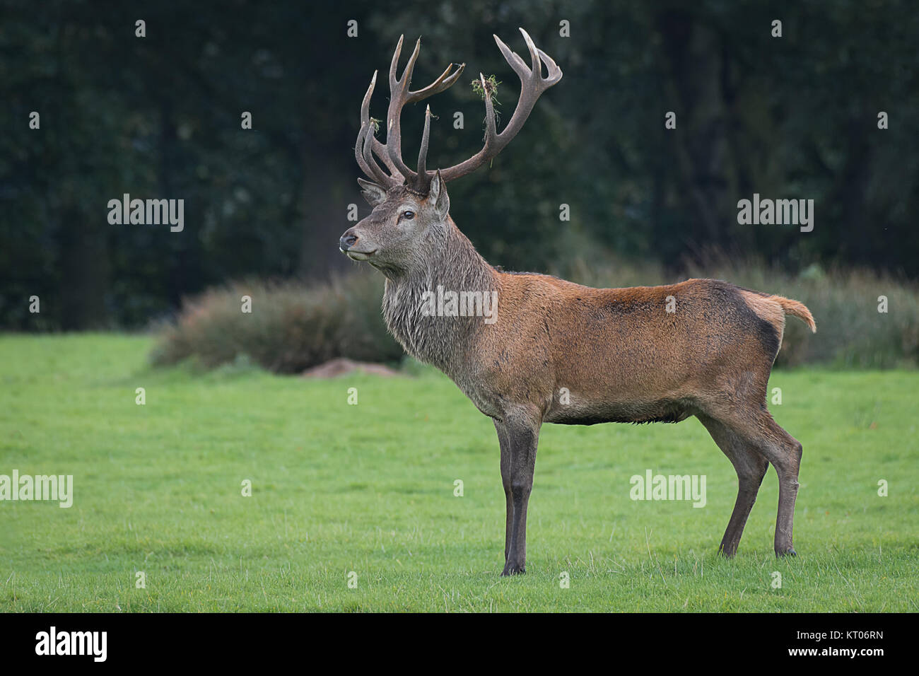 A full length side portrait of a red deer stag standing proudly and majestic Stock Photo