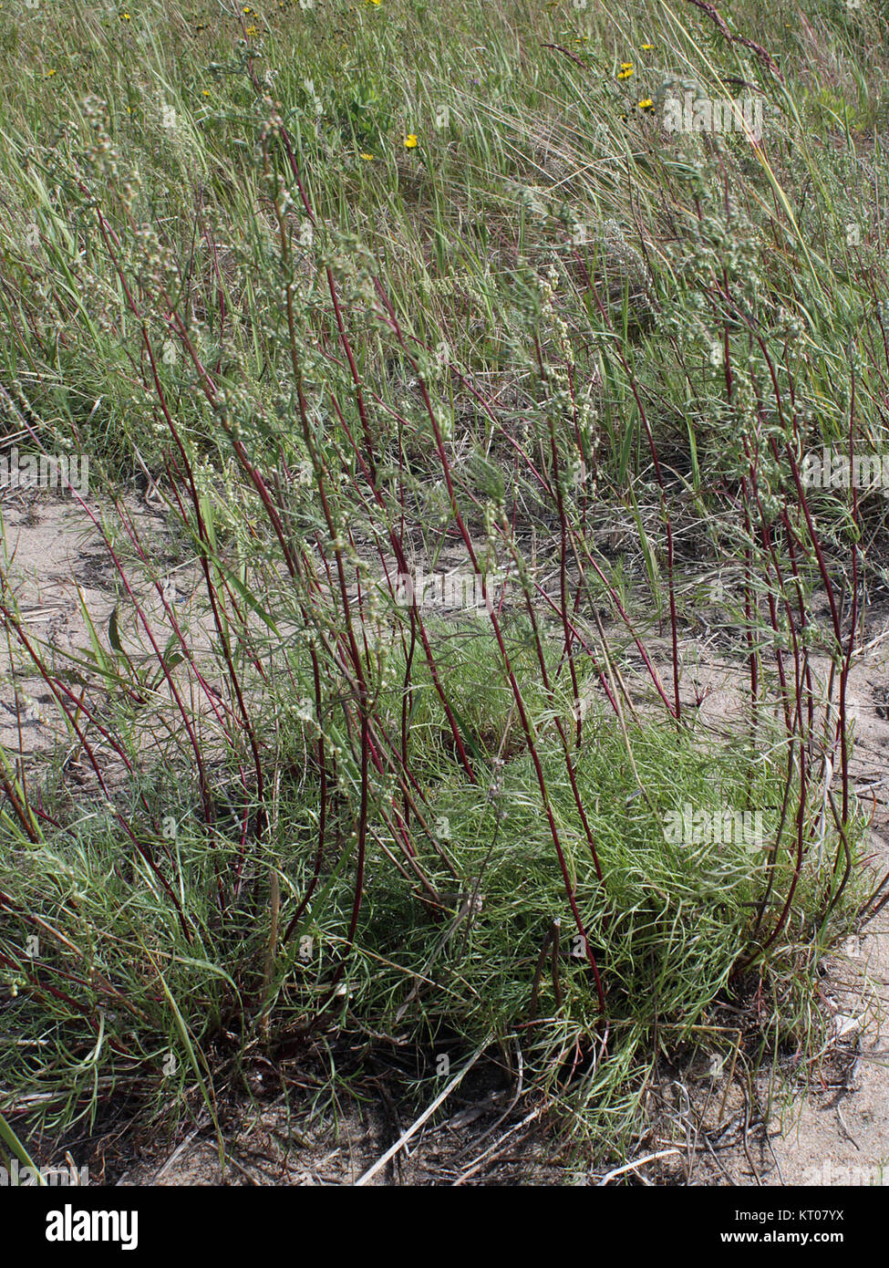 Artemisia campestris Kemi, Finland 15.07.2013 Stock Photo