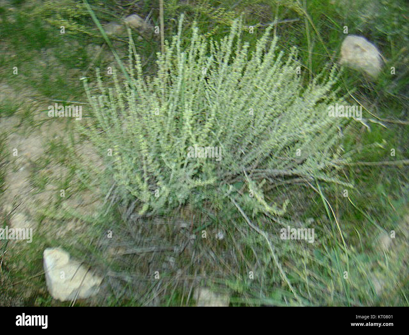 Artemisia herba alba l27armoise blanche (famille des composC3A9es) Stock Photo