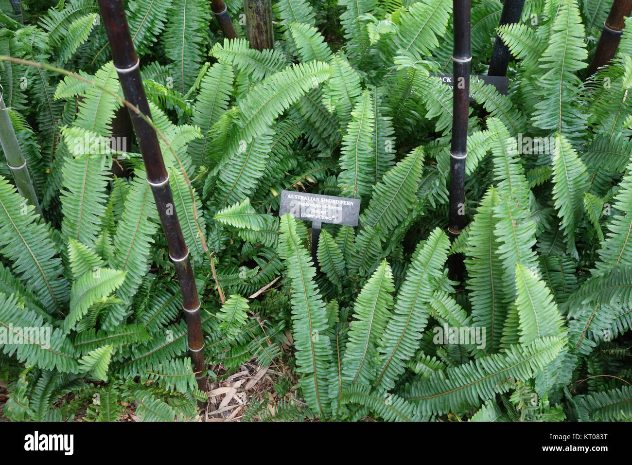 Arthropteris palisotii (Nephrolepis obliterata) - Longwood Gardens - DSC01060 Stock Photo