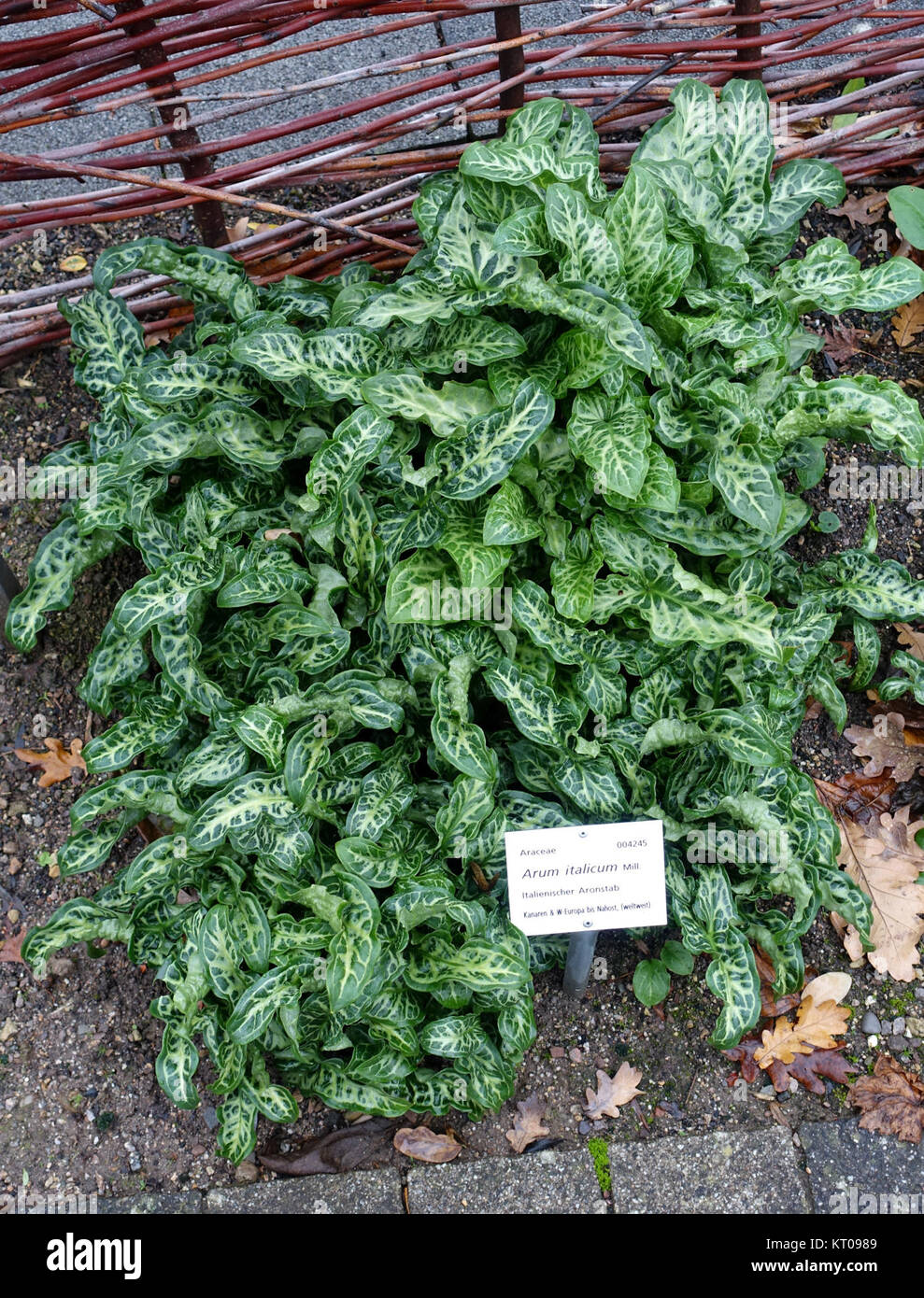 Arum italicum - Botanischer Garten - Heidelberg, Germany - DSC00892 Stock Photo