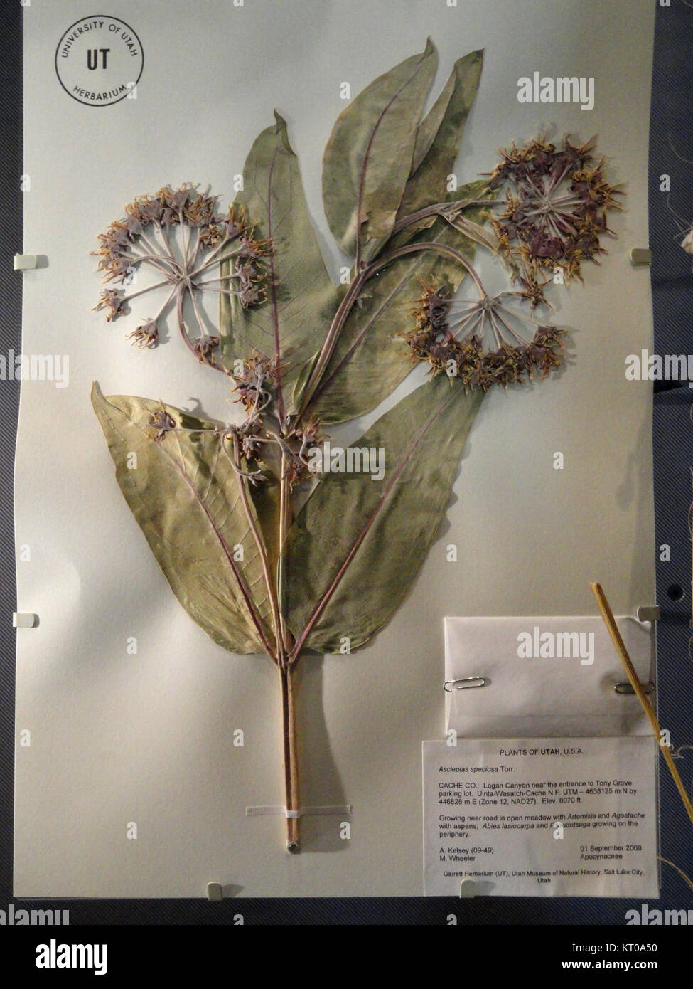 Asclepias speciosa, commonly known as Showy Milkweed, is a flowering plant in the Apocynaceae family, recorded in the Garrett Herbarium. The plant is native to North America and known for its distinctive pink flowers and large, showy blooms. Stock Photo