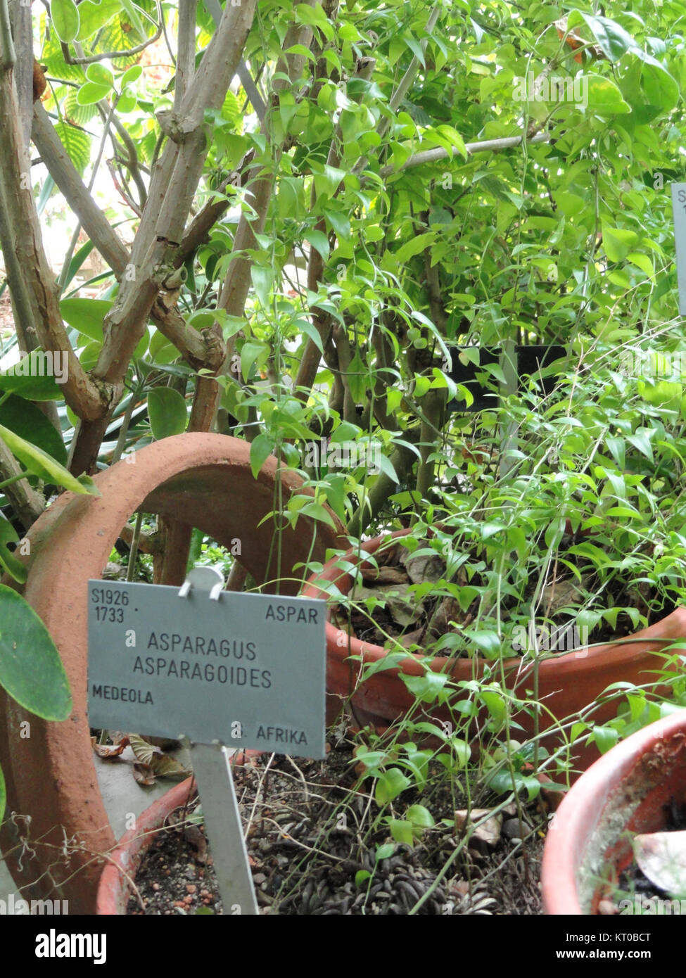 Asparagus asparagoides - Copenhagen Botanical Garden - DSC08018 Stock Photo