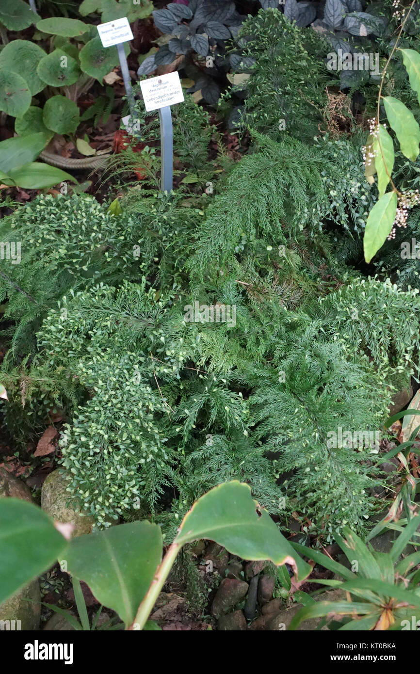 Asplenium Viviparum Asplenium Daucifolium Botanischer Garten