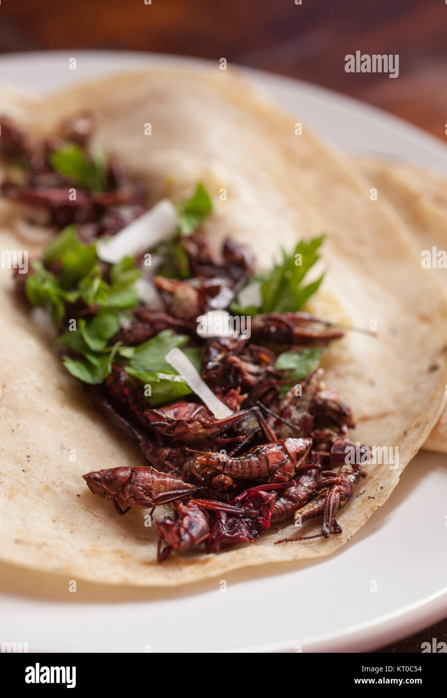 Chapulines or Grasshopper Taco an edible insect   Mercado Benito Juárez, Oaxaca City, Oaxaca, Mexico, Stock Photo